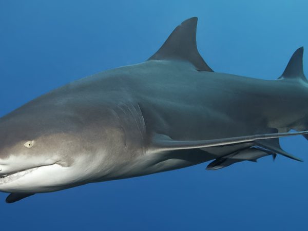 Understanding Each Stage of the Lemon Shark Life Cycle